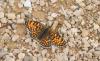 Melitaea phoebe